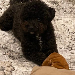 Meet your Posher, Chin yu